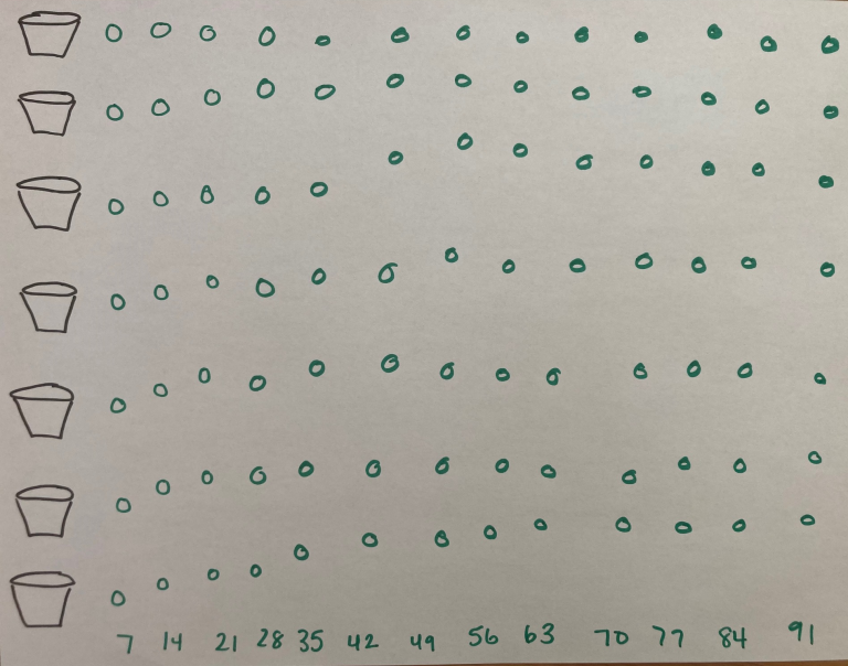 Sowing Seeds Revisited | One Step Algebraic Equations | 3 Act Math Lessons